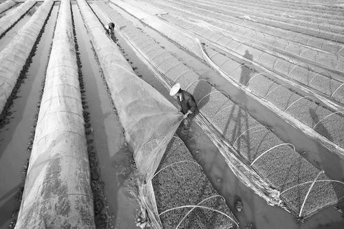 二氧化碳分解生物降解塑料成全球熱點